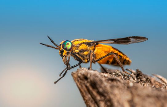 Yellow Wasp in Close Up Shot