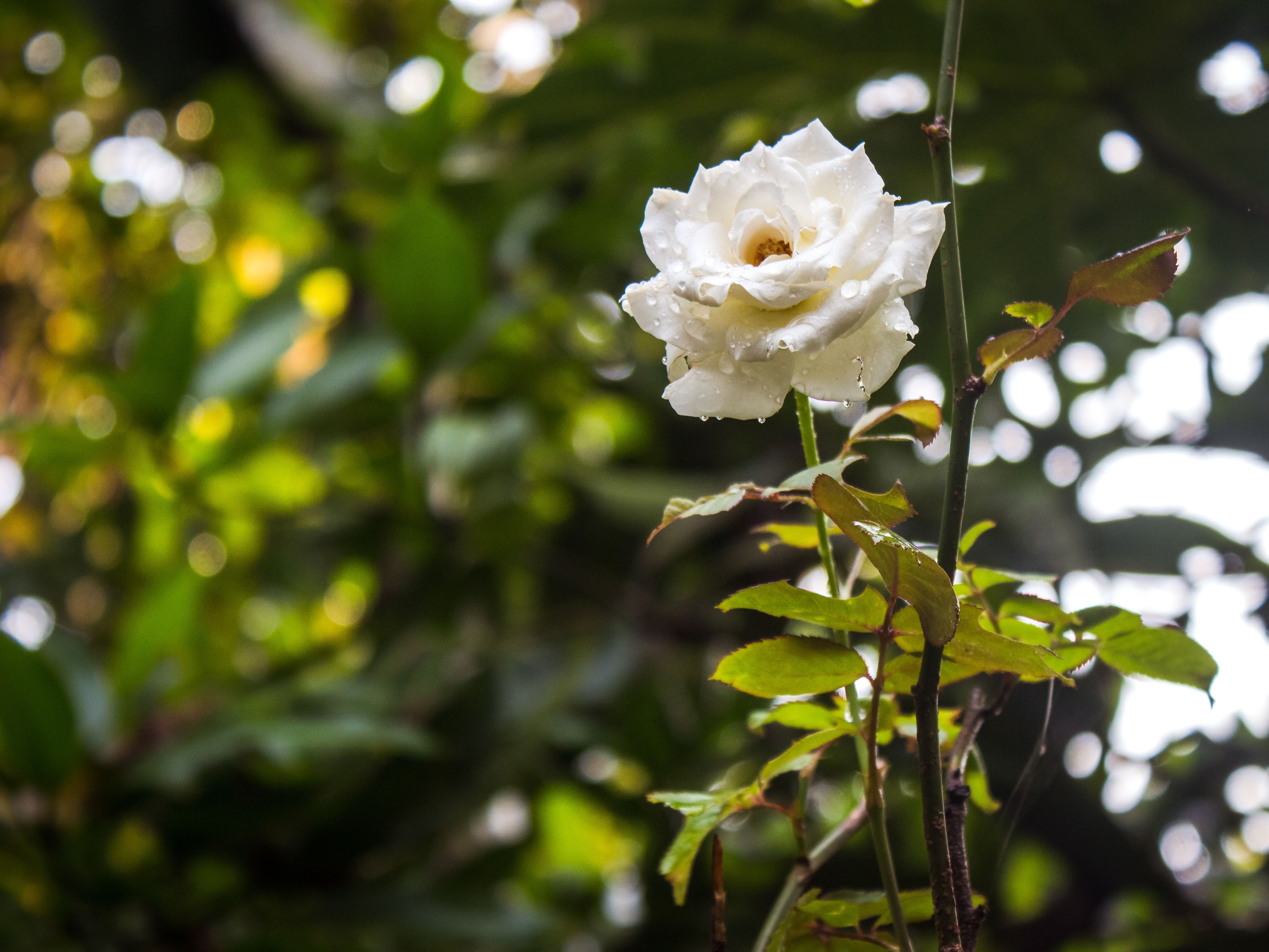 Close up of a White Rose · Free Stock Photo