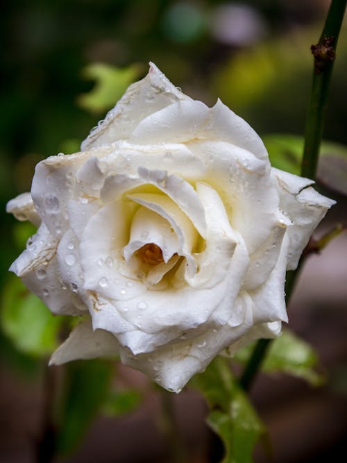 Бесплатное стоковое фото с белая роза, вертикальный выстрел, головка цветка