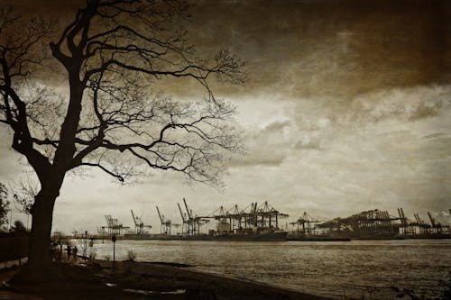 Photography of Power Plant Island Across Bare Tree