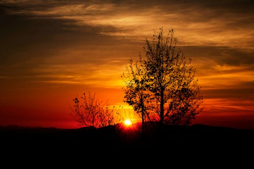 オレンジ色の日没時の木のシルエット