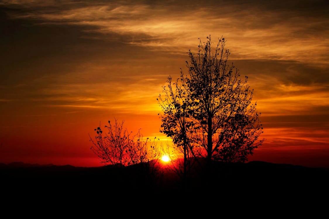 Silhouette of Trees during Orange Sunset