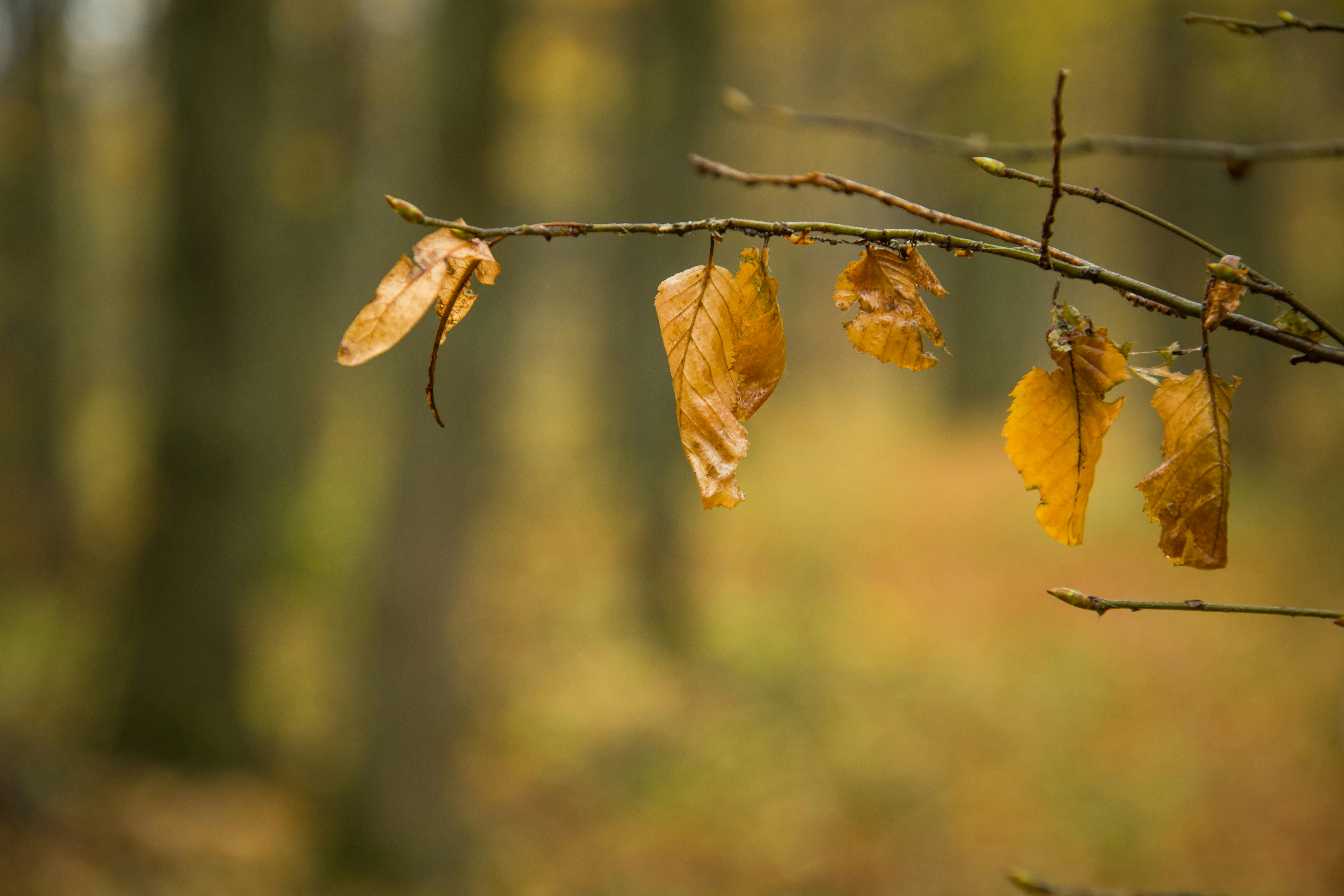 Dried Leaves · Free Stock Photo