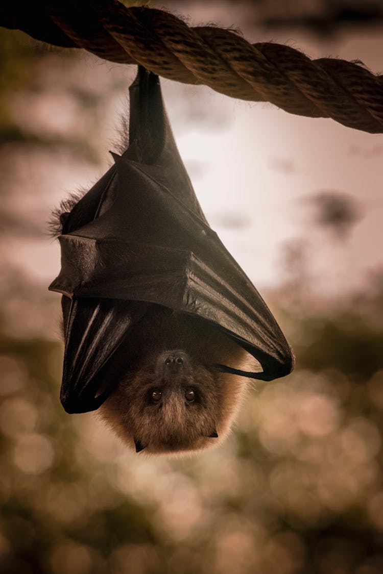 A Bat Hanging Upside Down On A Rope