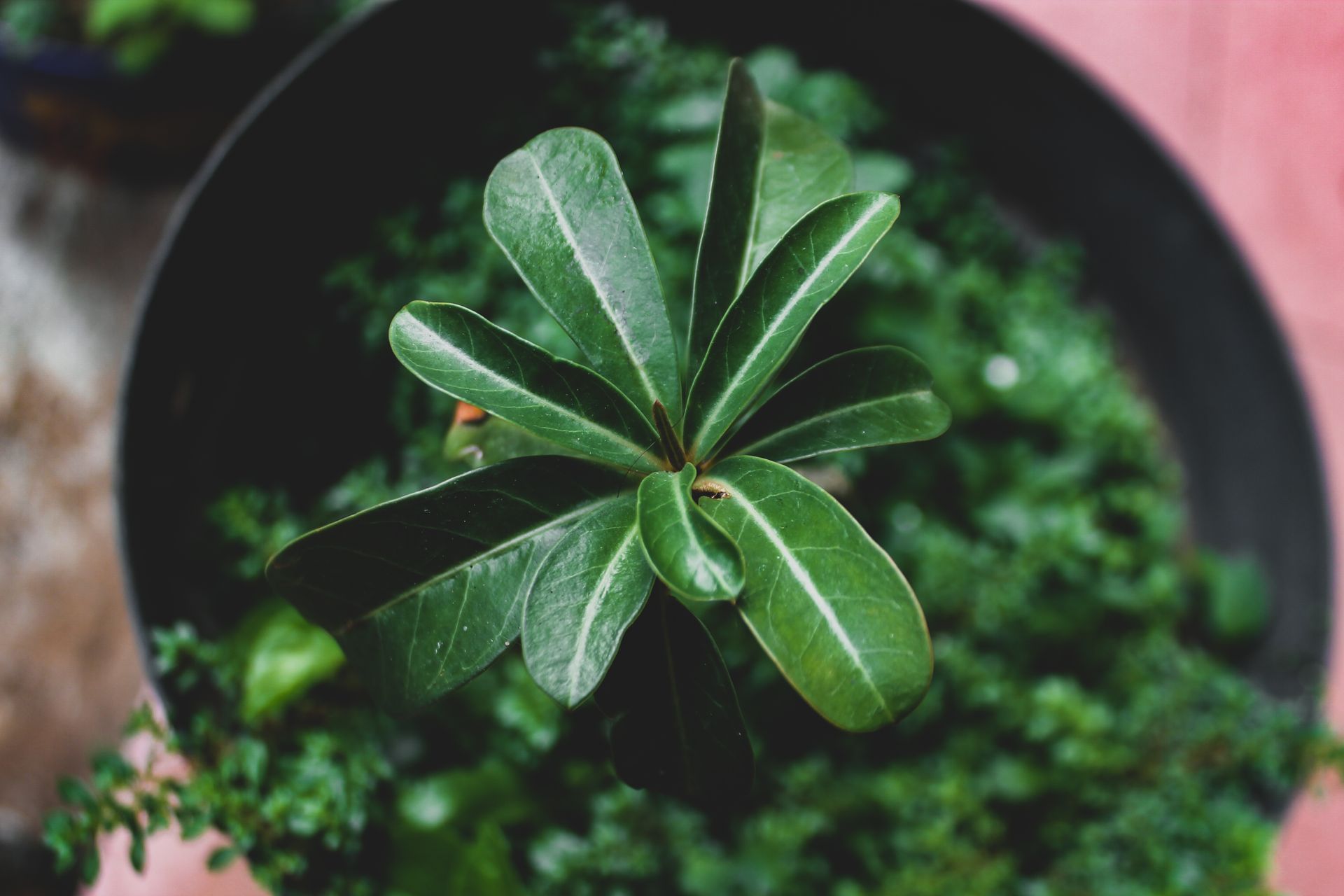 A detailed close-up of a green plant with broad leaves in a garden setting.