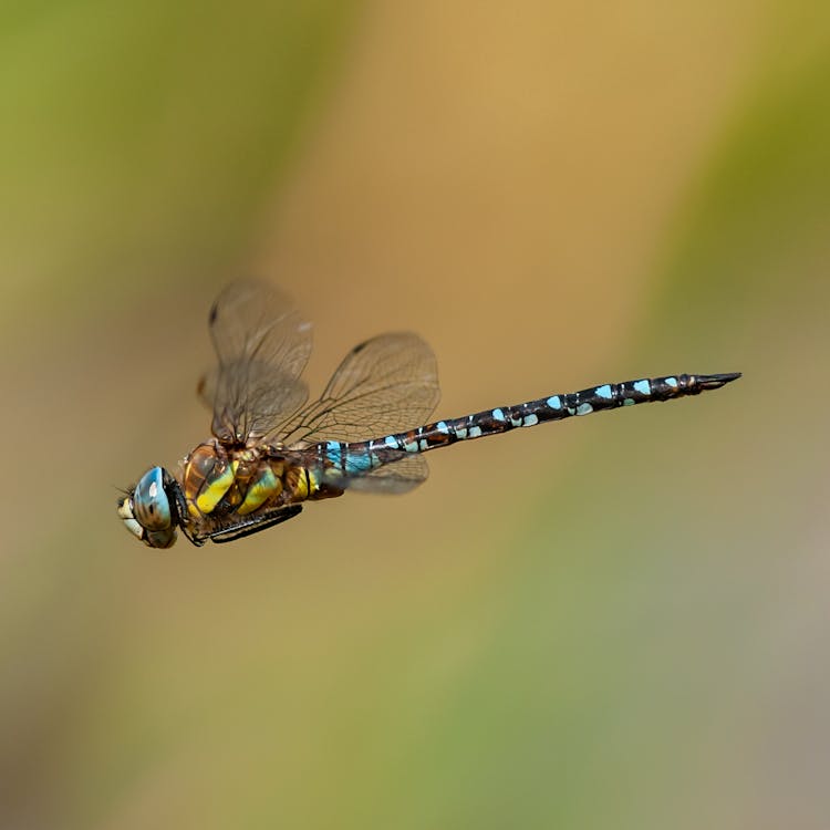 Free Close-Up View of Blue and Black Damselfly  Stock Photo