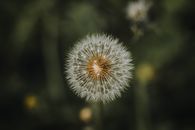 High angle of dandelion weed of daisy family with globular heads of seeds with downy tufts
