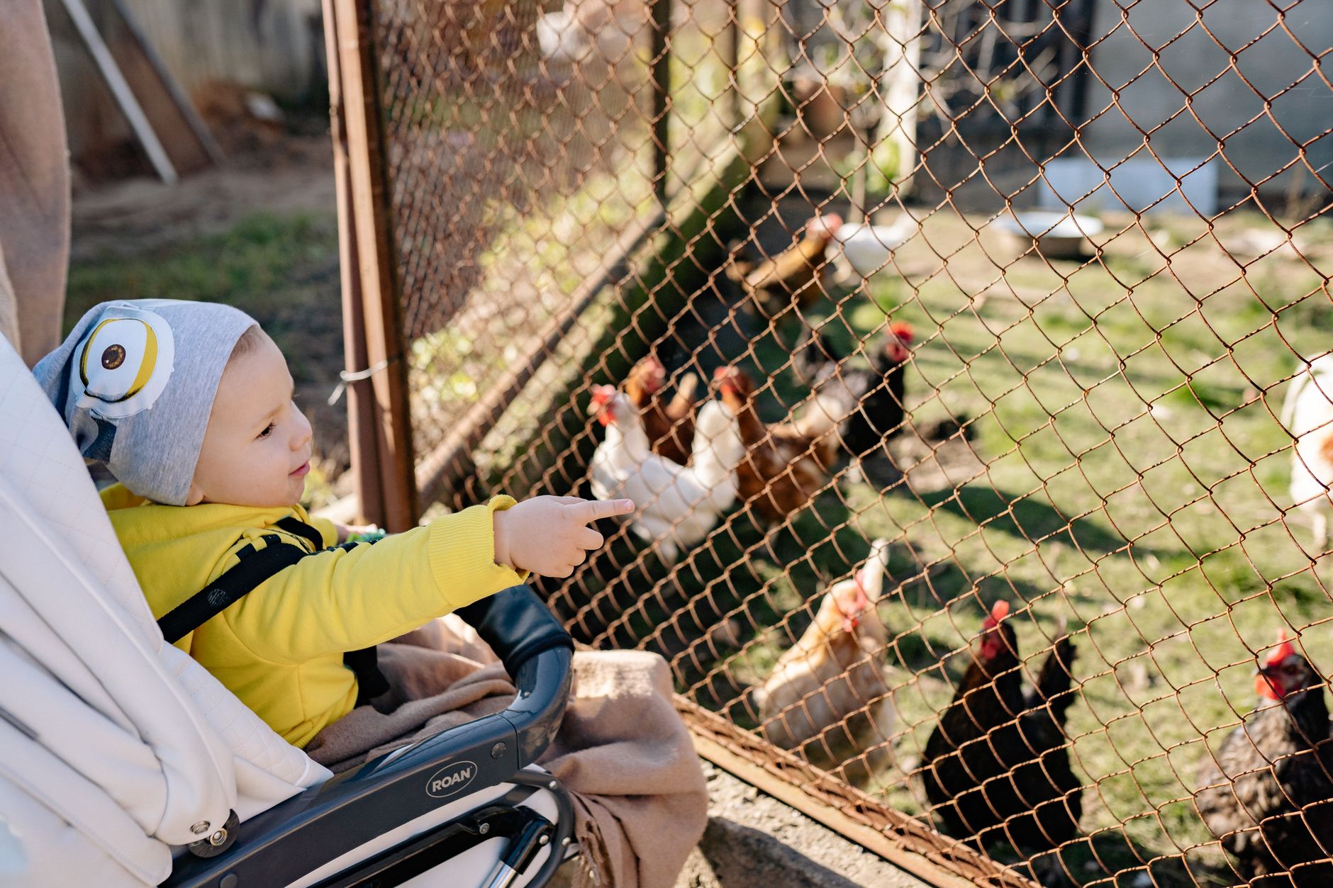 A toddler in a stroller points at chickens behind a fence, outdoors on a sunny day.