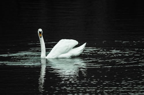 A White Swan on the Lake