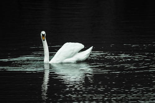 Kostnadsfri bild av anatidae, anseriformes, damm