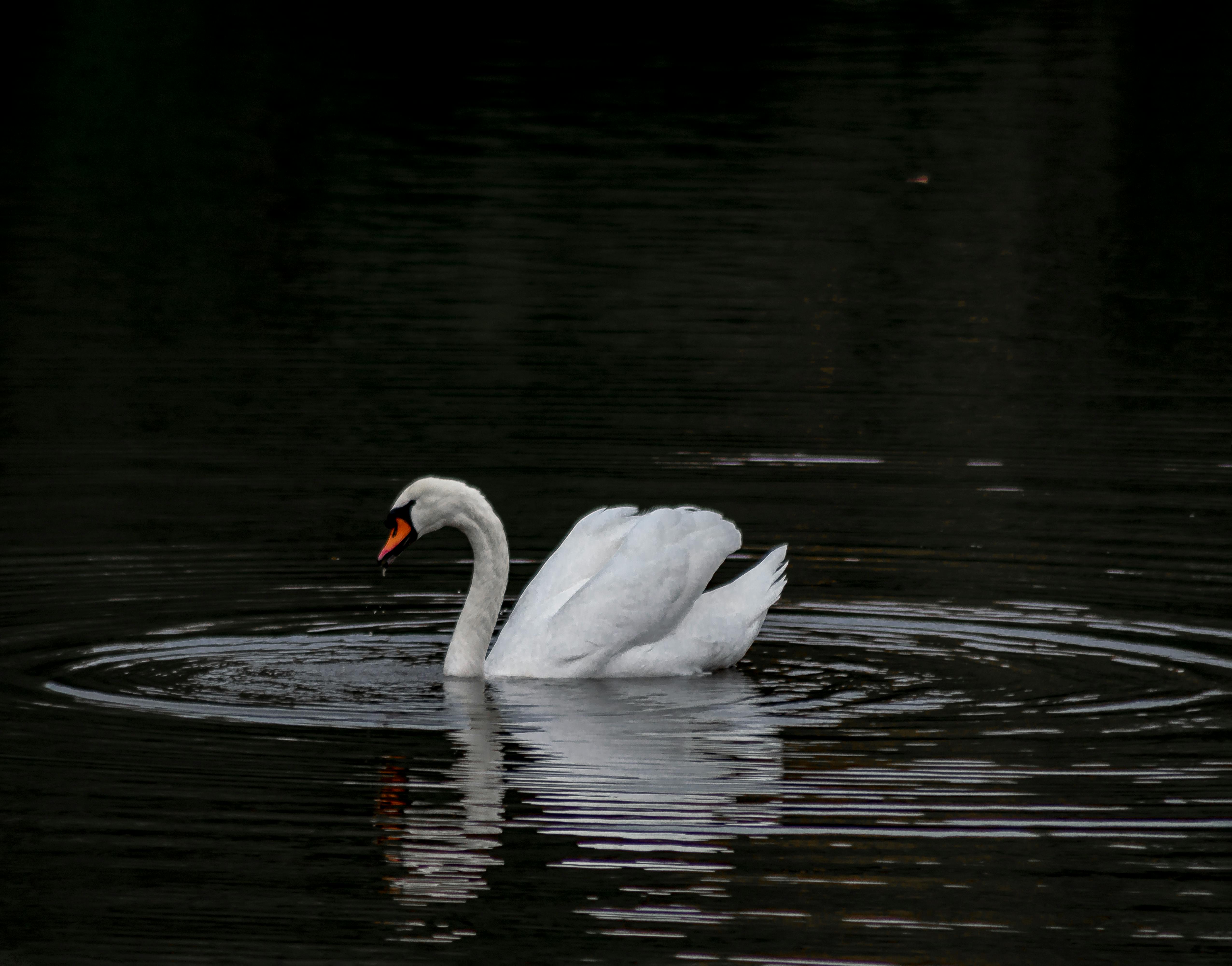 Two white swans on yellow background Stock Photo - Alamy