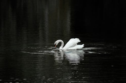 Free A White Swan on the Lake Stock Photo