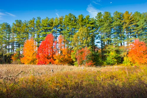 Gratis lagerfoto af efterår, fa, farve