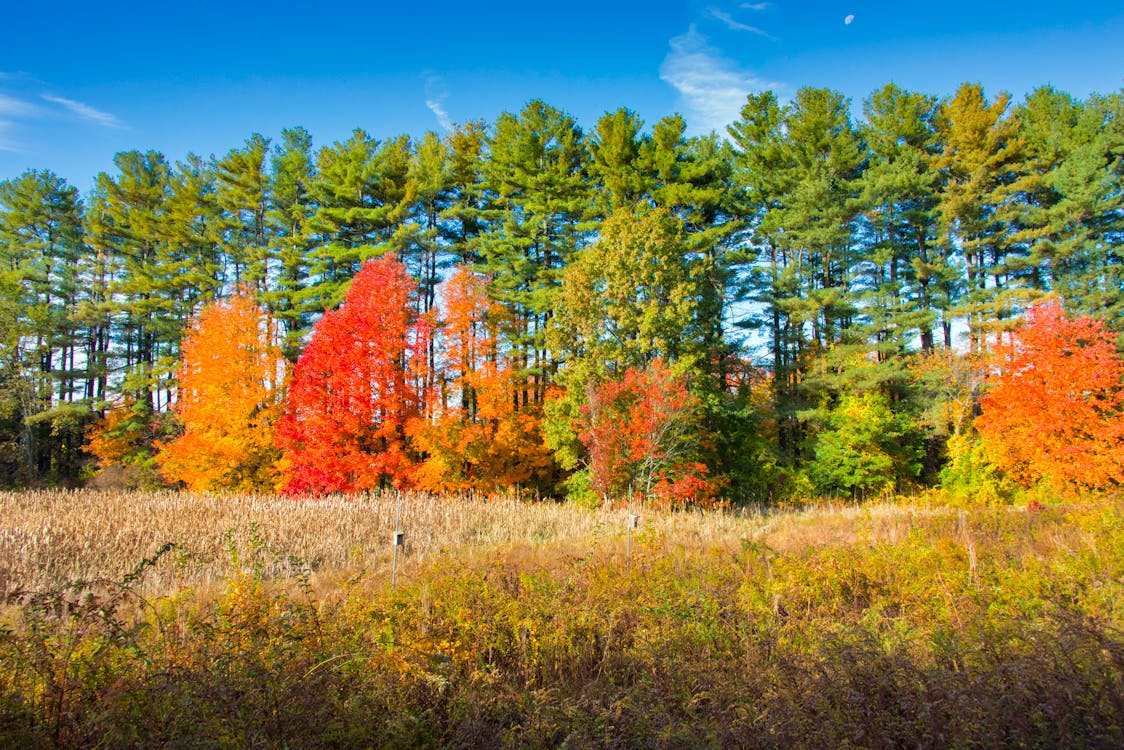 Free stock photo of autumn, color, fa
