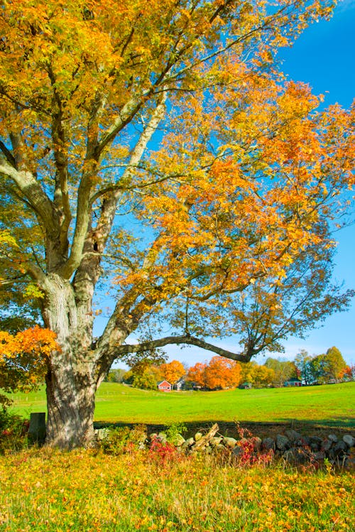 Darmowe zdjęcie z galerii z błękitne niebo, drzewo, gałąź
