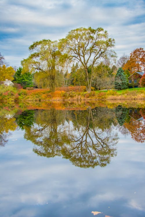 Green Trees Beside River Under Blue Sky