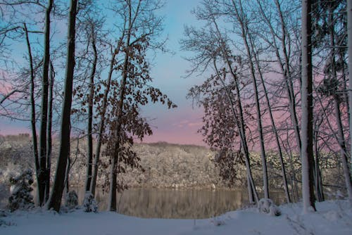 Бесплатное стоковое фото с деревья, зима, озеро