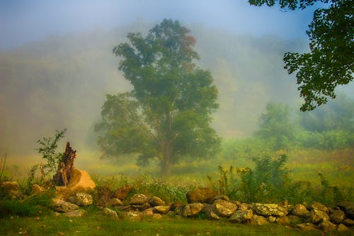 Gratis stockfoto met boom, landschap, mist