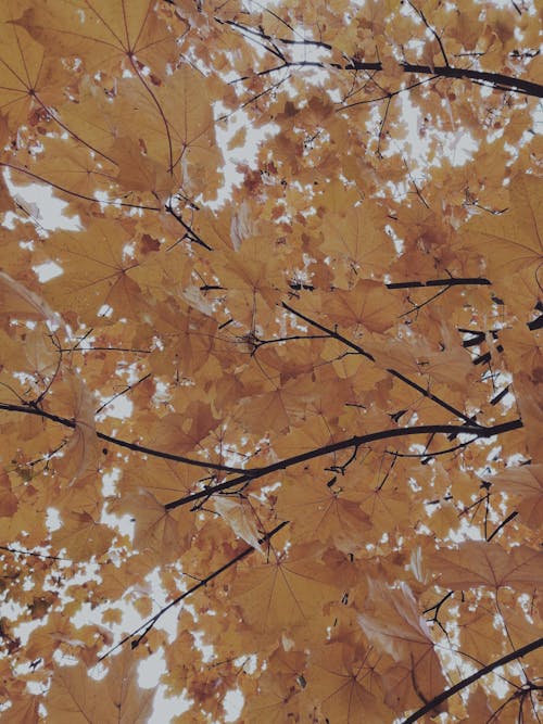 Free stock photo of autumn leaf, autumn leaves, fall Stock Photo