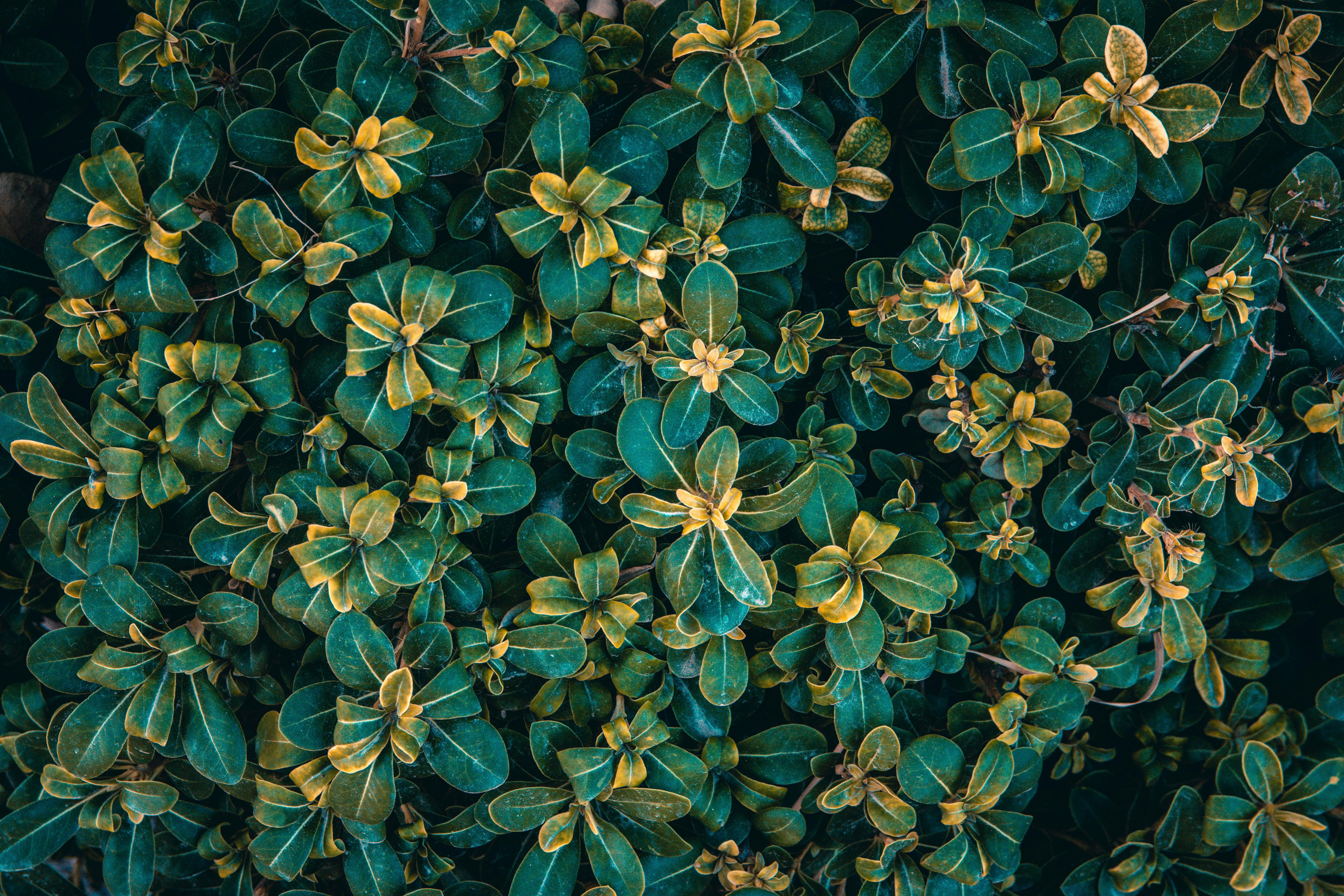 cannabis, hemp oil, cannabis benefits — Photo by Stephen Chantzis on Pexels
