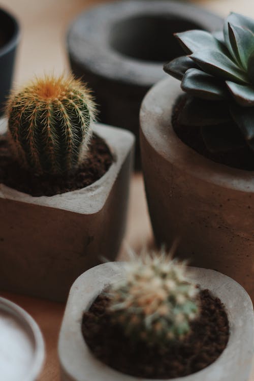 Green Cacti in a Pots