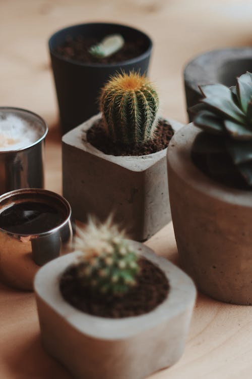 Photos gratuites de couvert d'épines, épines, plantes en pot