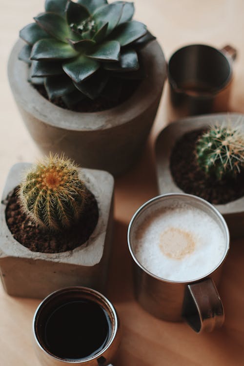 一杯咖啡, 仙人掌, 刺 的 免費圖庫相片