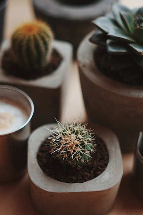 Green Cactus Plant in a Pot