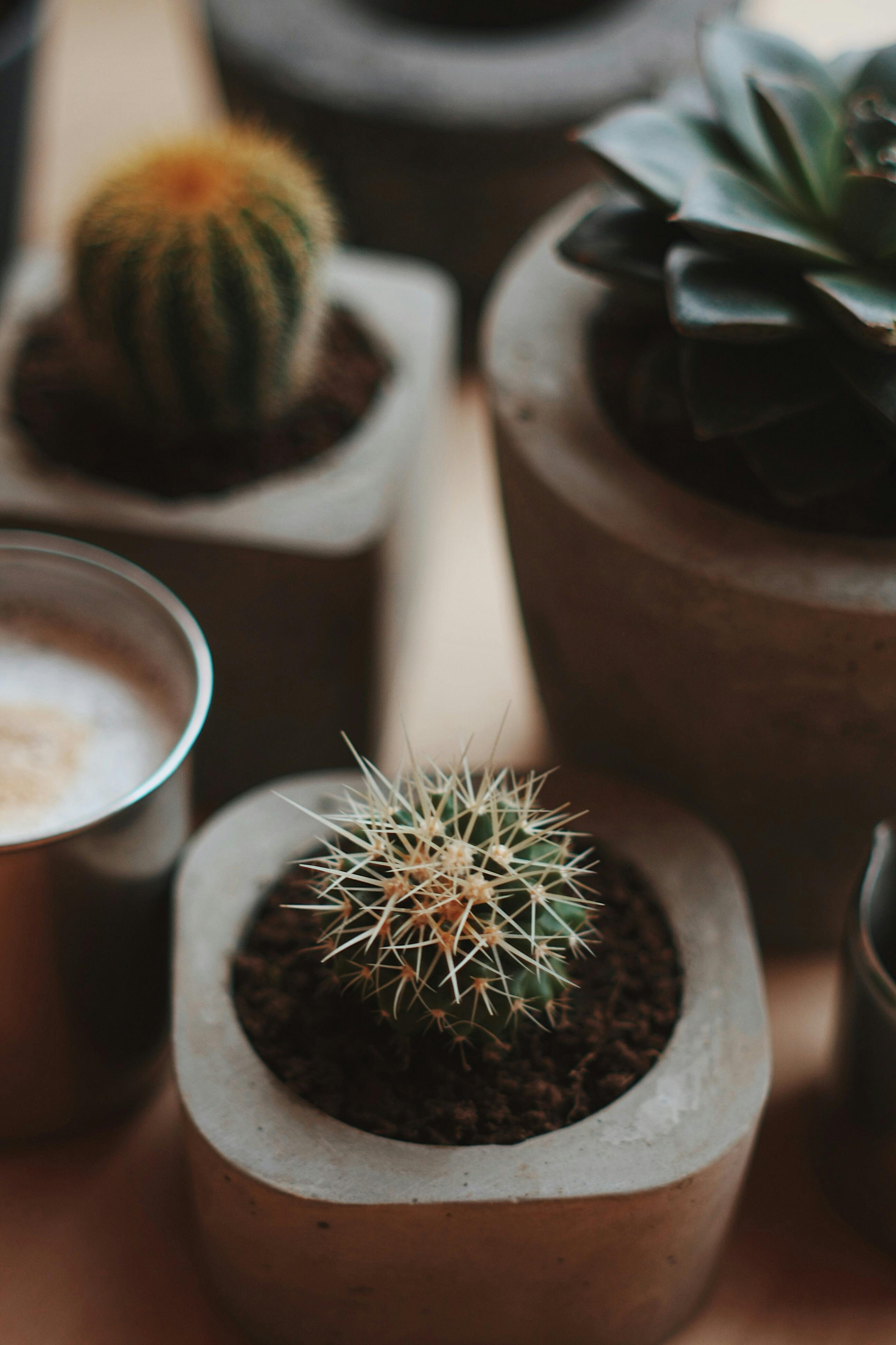 Cactus Plant In White Pot · Free Stock Photo