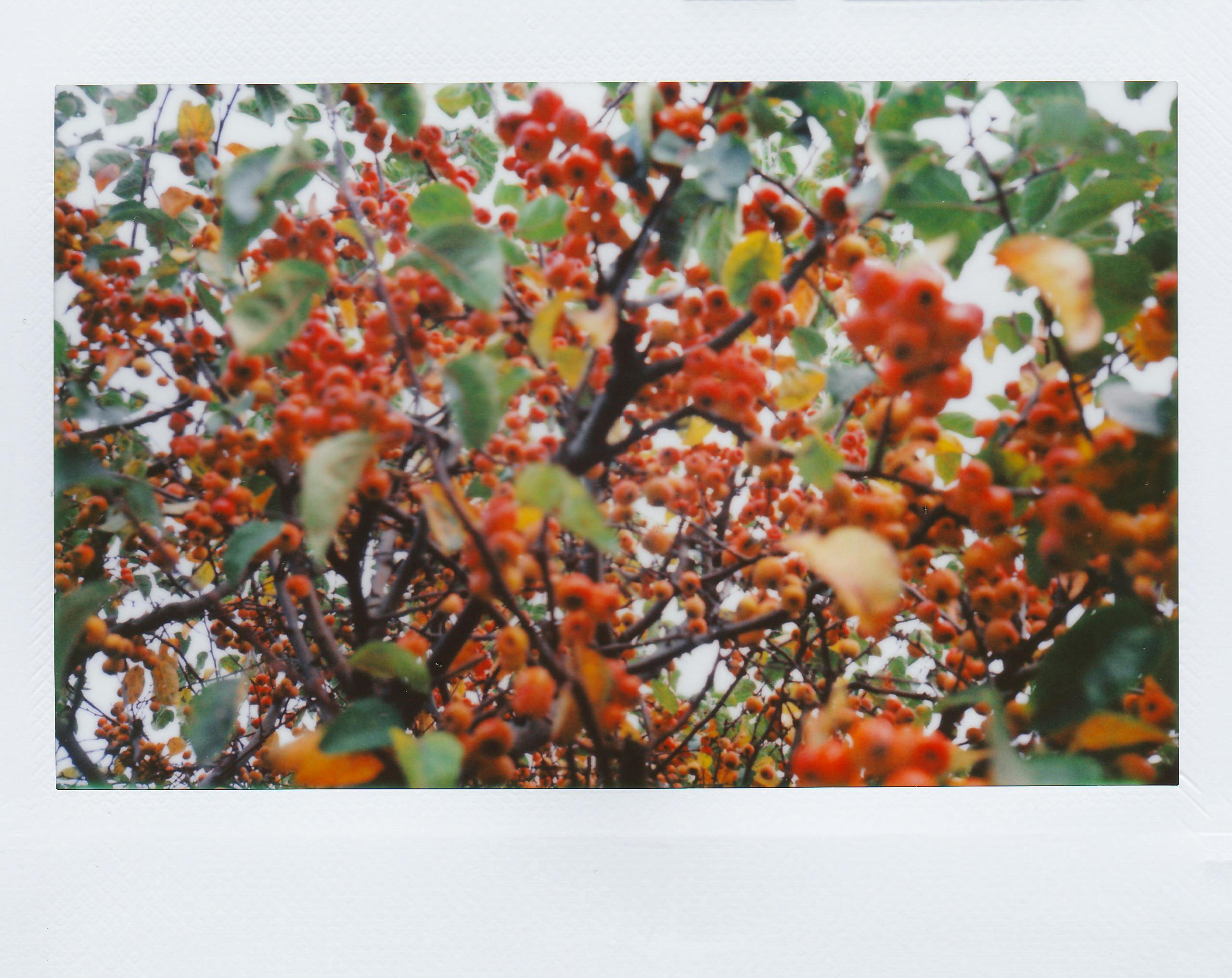 Colorful red berries in a lush green tree, captured in a low angle shot for a vibrant natural scene.