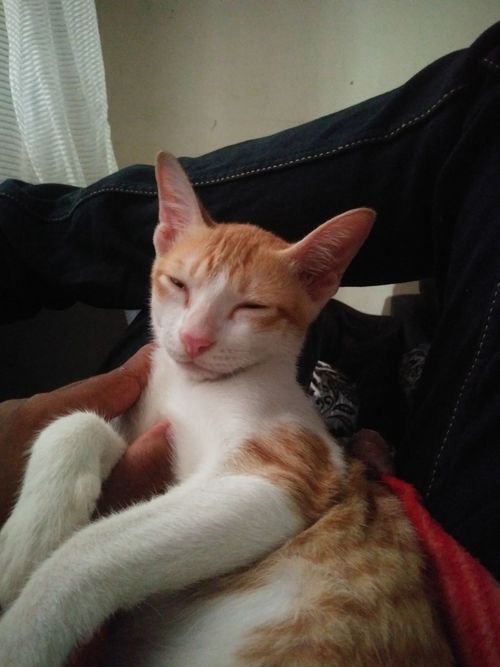 Free stock photo of cat, sleepy cat Stock Photo