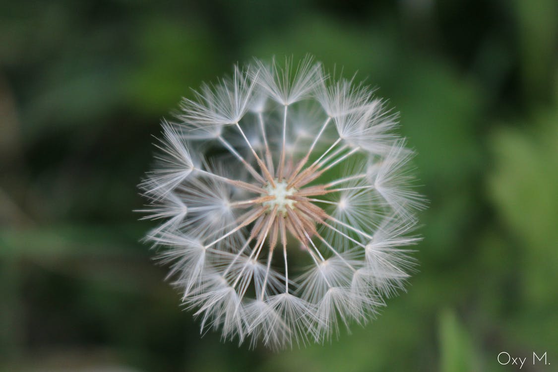 たんぽぽ 花の無料の写真素材 たんぽぽ 花の無料の写真素材