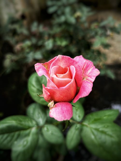 Ücretsiz bitki, bitki örtüsü, çiçek içeren Ücretsiz stok fotoğraf Stok Fotoğraflar