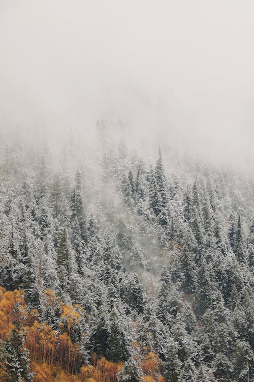 Pine Trees Covered With Snow