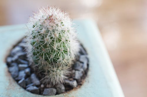 Close Up Shot of Green Cactus Plant 