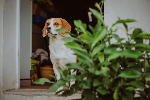 White and Brown Short Coated Dog Beside Green Plant