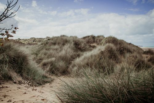 Free Serene coastal sand dunes under a blue sky with natural grass cover. Stock Photo