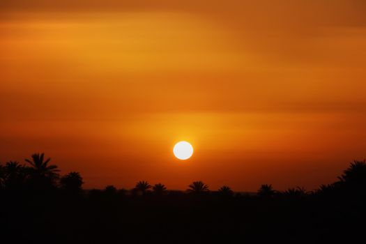 Captivating sunset over palm trees in Aoulef, Algeria with vibrant orange sky.