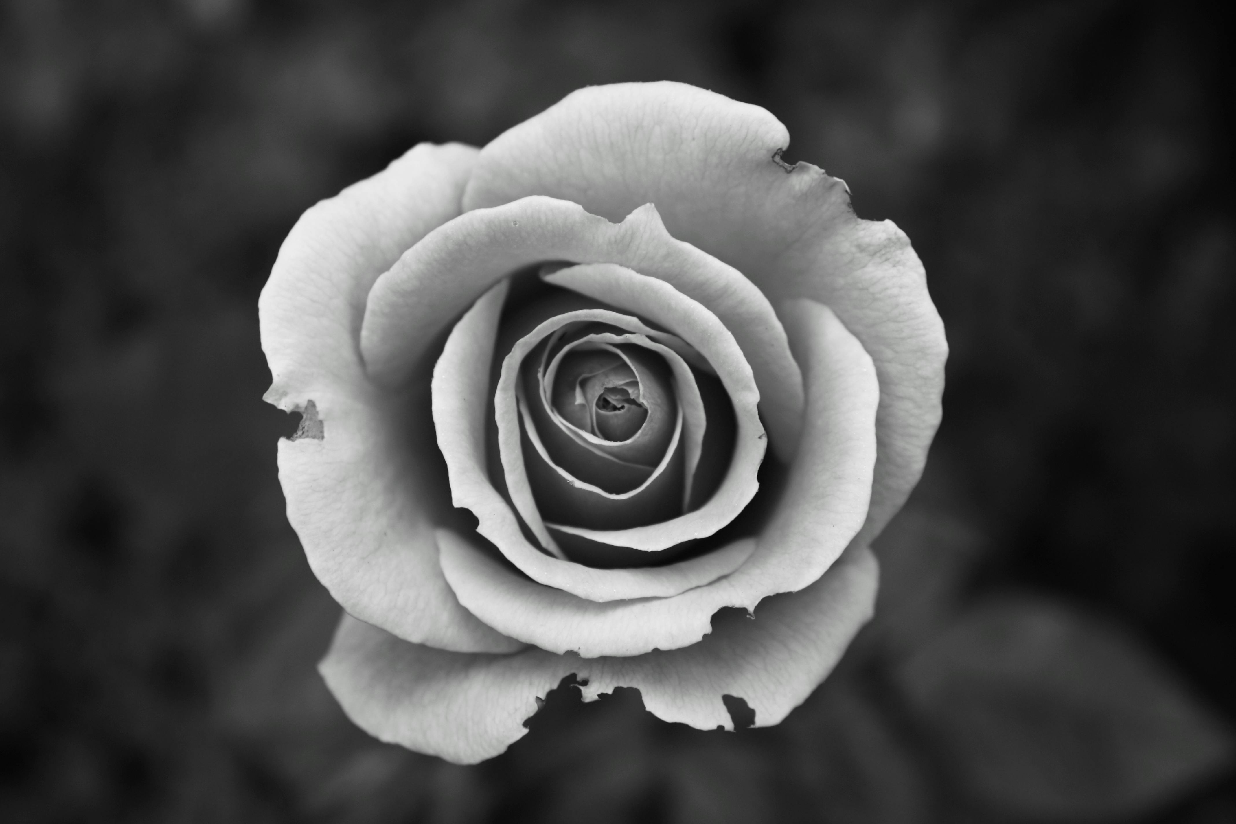 black and white photography with color roses