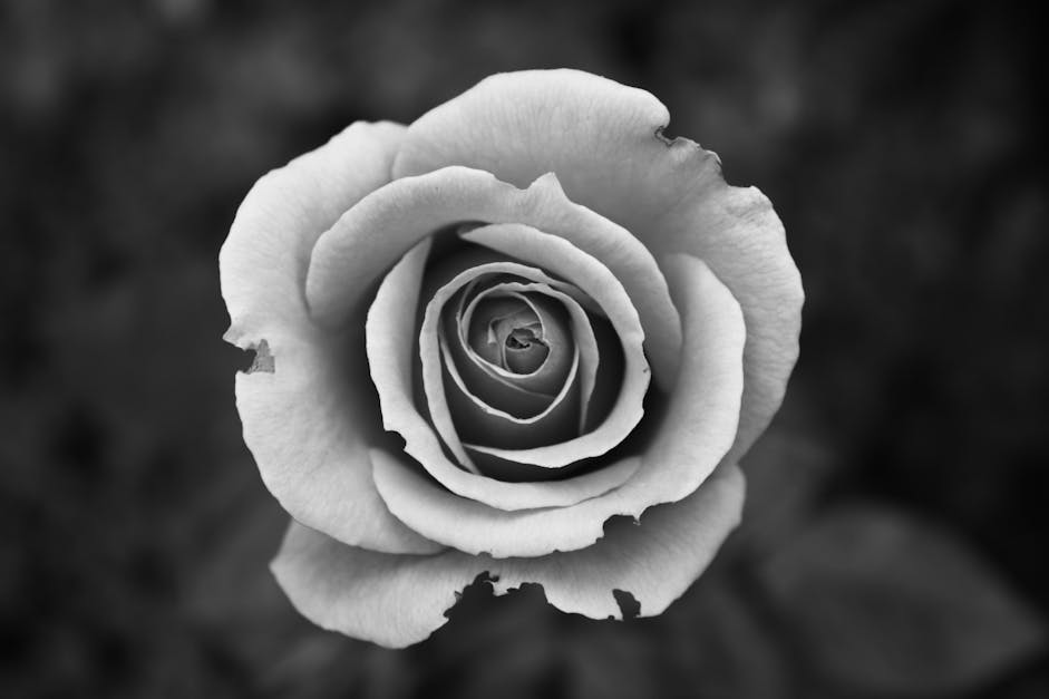 玫瑰的灰度攝影 免費圖庫相片