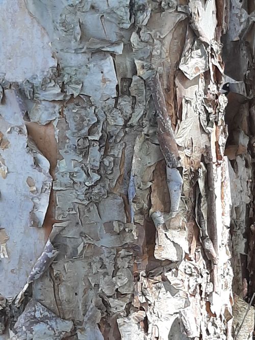 Free stock photo of treebarkcloseupoftree Stock Photo
