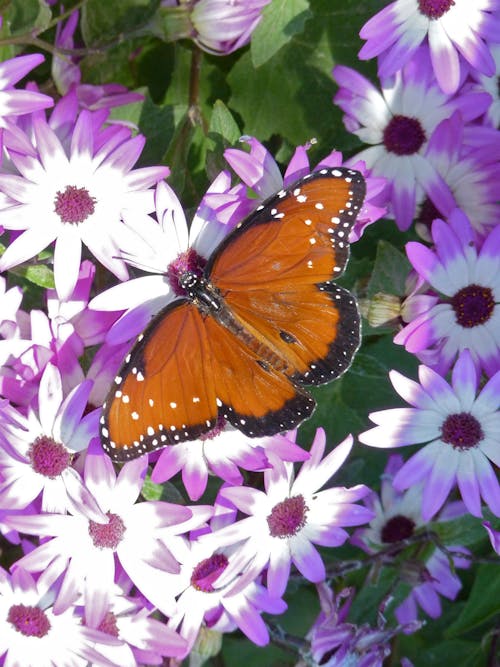 Gratis stockfoto met bloemen, vlinder