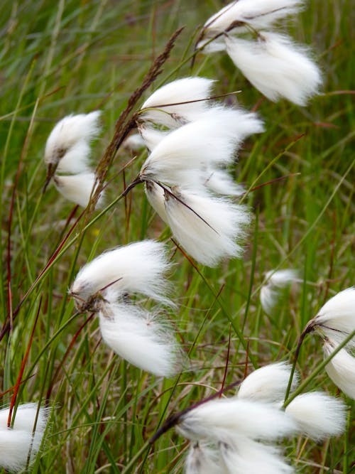 Kostnadsfri bild av blåser, vit blomma