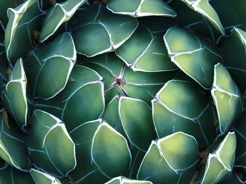 Free stock photo of cactus, succulent Stock Photo