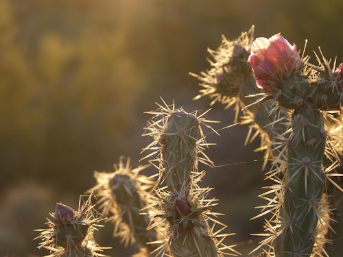 Gratis lagerfoto af kaktus, solnedgang