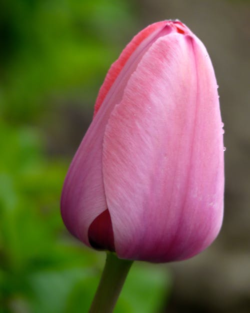 Gratis lagerfoto af lyserød blomst, tulipan