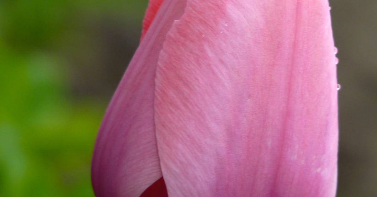 Free stock photo of pink flower, tulip