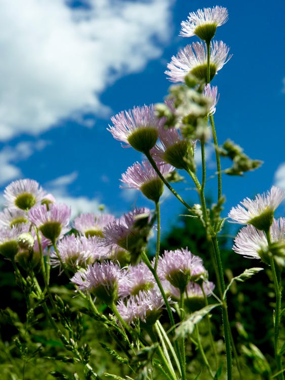 Fotobanka s bezplatnými fotkami na tému kvety, modrá obloha