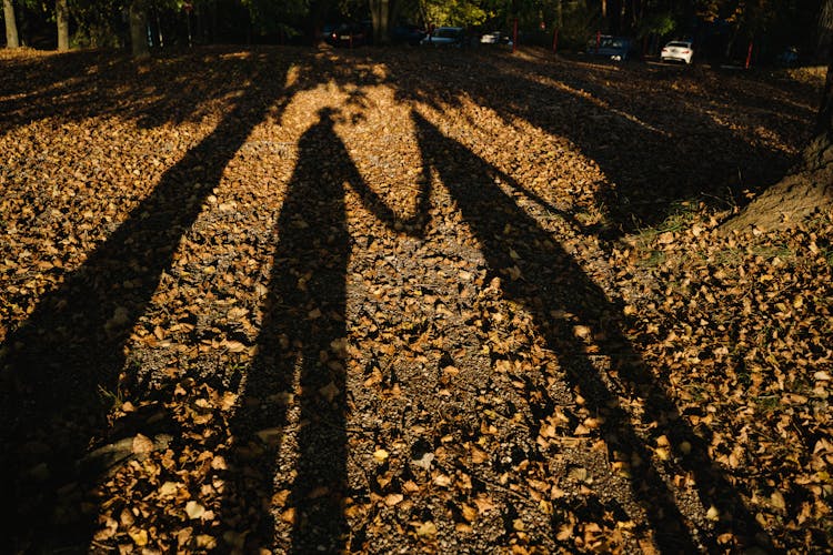 Couple Shadows On Autumn Leaves