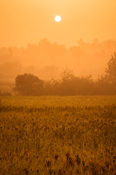 Golden sunrise over a misty grass field in Bengaluru, India, capturing the tranquility of nature.